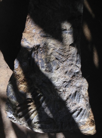 Piedras con fósiles de Costa Rica